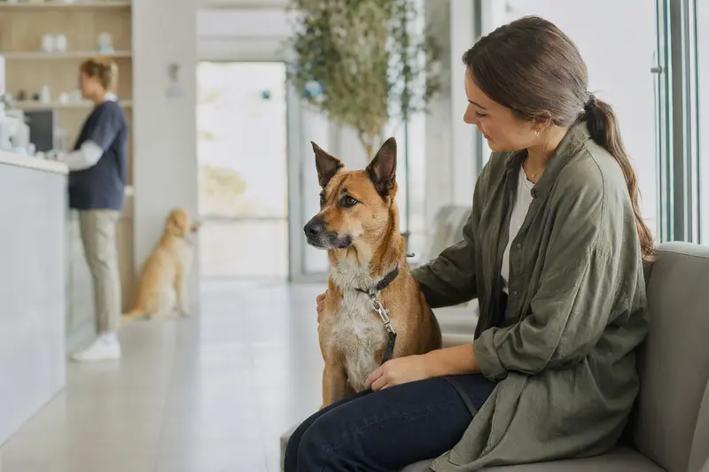 Ein Dixie Dingo Hund sitzt ruhig neben seinem Besitzer im hellen Wartezimmer einer modernen Tierarztpraxis.